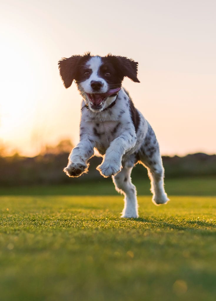Best Flea and Tick Control In Chattanooga, Tennessee