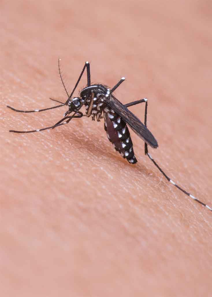 Chattanooga Mosquito Treatment