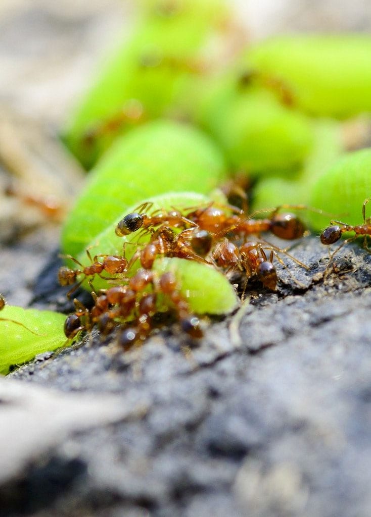 Chattanooga's Best Fire Ant Treatment Solutions